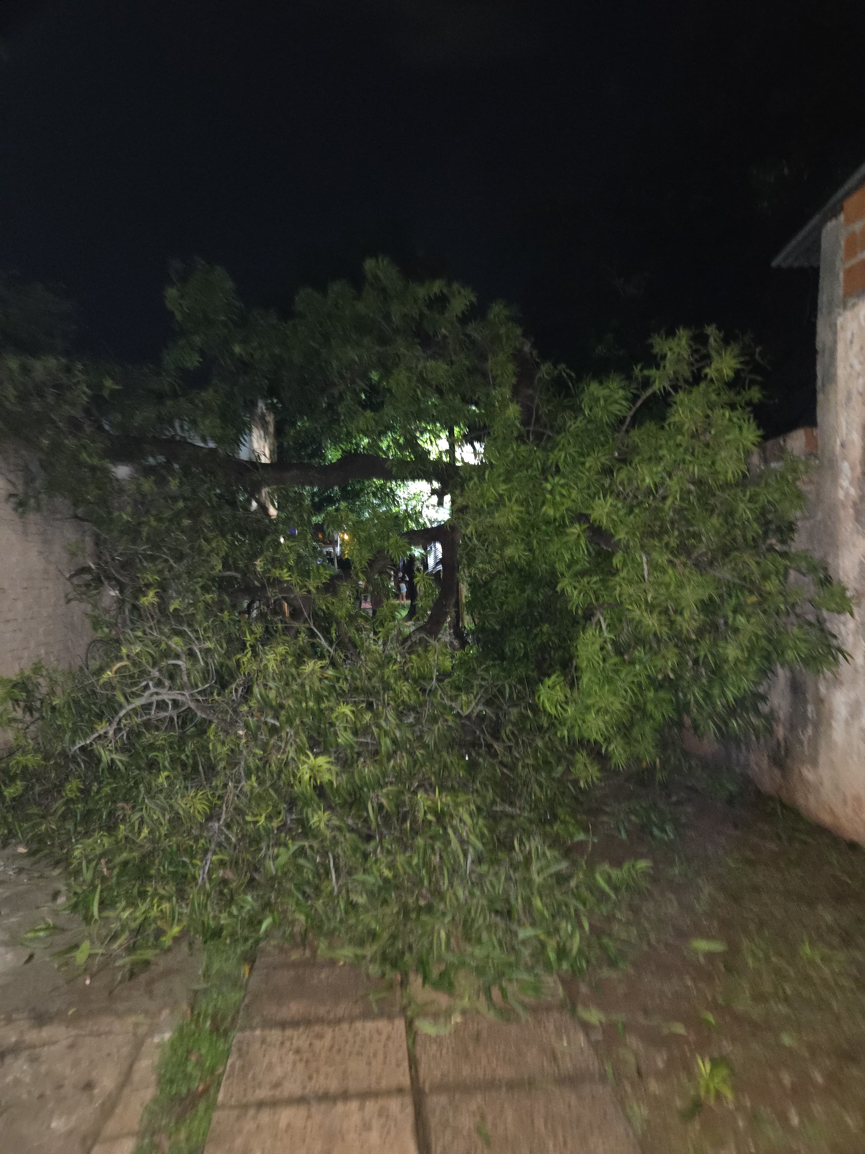 Cayó un árbol de gran porte sobre dos viviendas en Posadas y provocó daños materiales 2